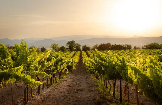 Domaine familial en appellation bordelaise