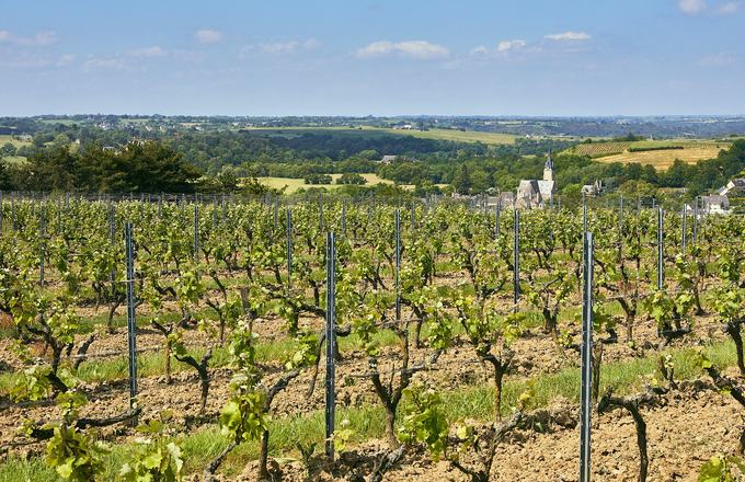 Vue complementaire de propriete viticole