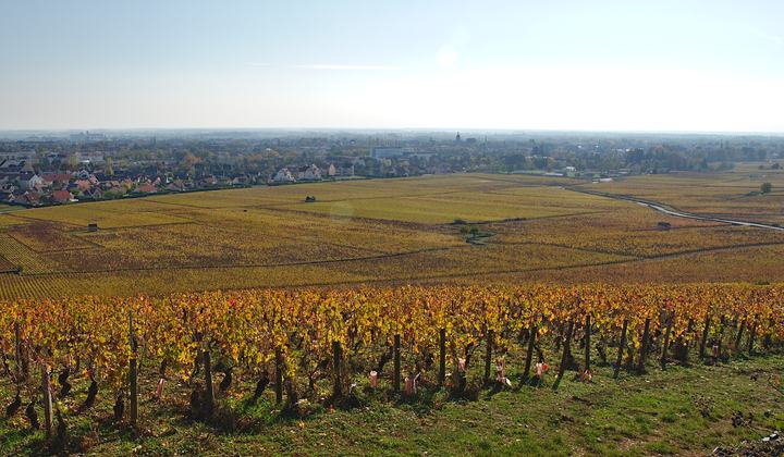 Propriété viticole bourguignonne pour illustrer la valeur d'un domaine