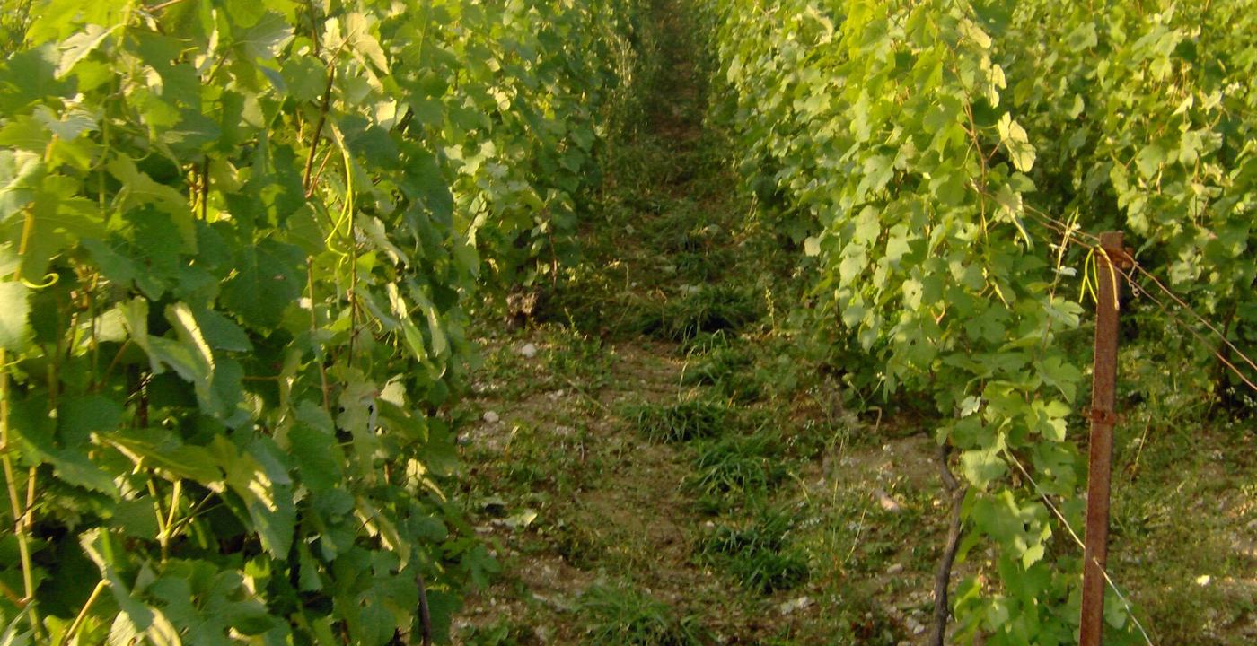 Propriété champenoise illustrant une annonce confidentielle