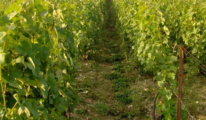 Propriété champenoise illustrant une annonce confidentielle