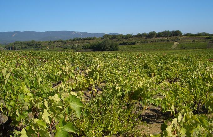 Vue complementaire de propriete viticole