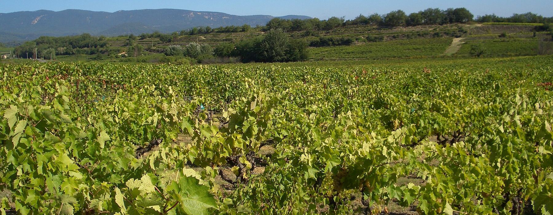 Bastide viticole provencale dans un paysage mediterraneen